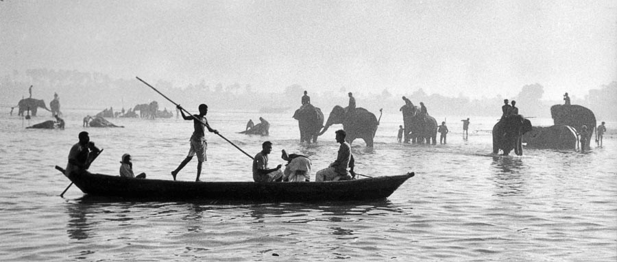 Inde, 1956. Le bain des éléphants dans le Gange.
