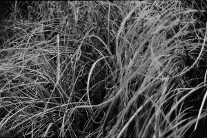 Wild weeds, Touraine, 2002