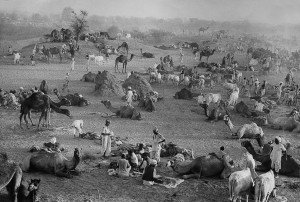 Camel market, Nagaur, Rajasthan, 1956