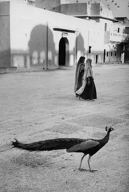 Inde, 1956. Sur une place de Jaipur, la photographie en noir et blanc ne peut malheureusement pas montrer la rime entre les couleurs du sari et celles des plumes du paon.