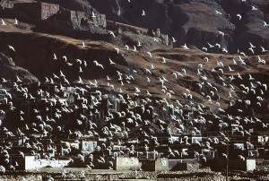 Une migration au-dessus de Sakya, 1985