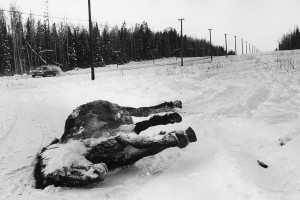 A frozen horse along the Alaskan highway, 1958